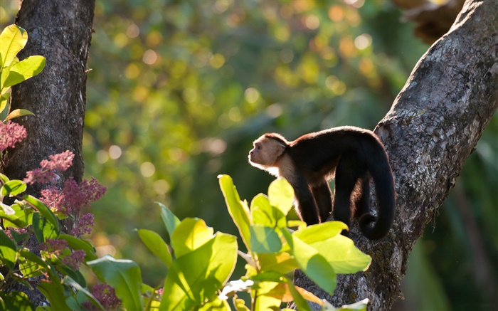 哥斯达黎加，猴子，森林 壁纸 图片
