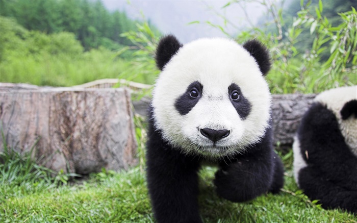 可爱的动物，白色黑色两种颜色，熊猫 壁纸 图片