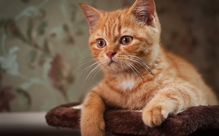 可爱的小猫，棕色的猫 壁纸 图片