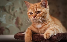 可爱的小猫，棕色的猫 高清壁纸