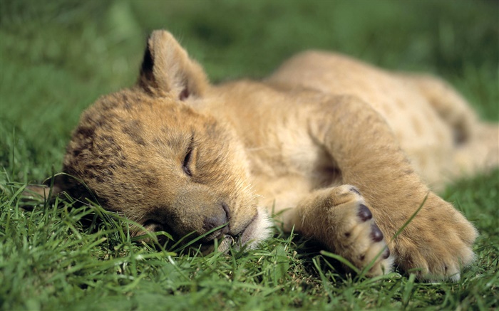 可爱的小狮子睡觉 壁纸 图片