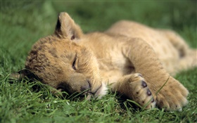 可爱的小狮子睡觉 高清壁纸