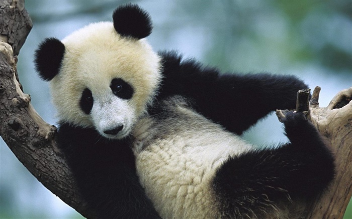 可爱的熊猫 壁纸 图片