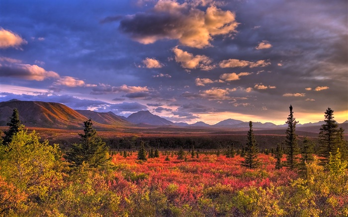 迪纳利国家公园，阿拉斯加，美国，云，黄昏，草 壁纸 图片