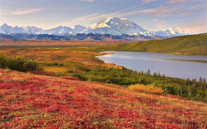 迪纳利国家公园，阿拉斯加，美国，草地，湖泊，山 壁纸 图片