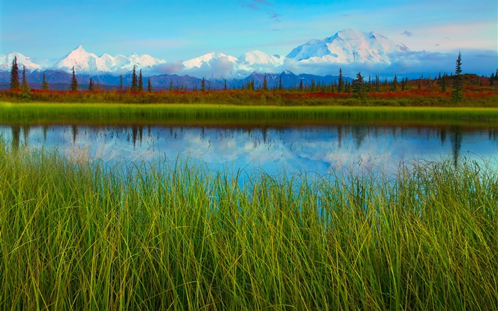迪纳利国家公园，阿拉斯加，美国，湖，草，树木 壁纸 图片