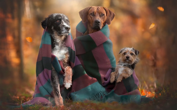 狗的家庭，秋 壁纸 图片