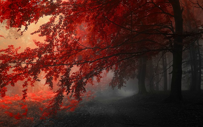 黄昏，秋，森林，红叶 壁纸 图片