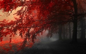 黄昏，秋，森林，红叶 高清壁纸