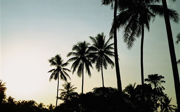 黄昏，晚上，棕榈树，剪影 壁纸 图片