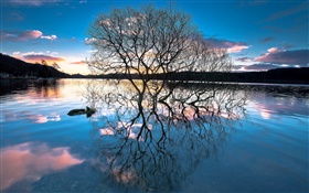 黄昏，在湖边的树木，水中的倒影，夕阳