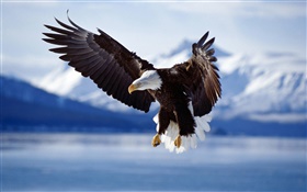 鹰飞翔，翅膀，湖 高清壁纸