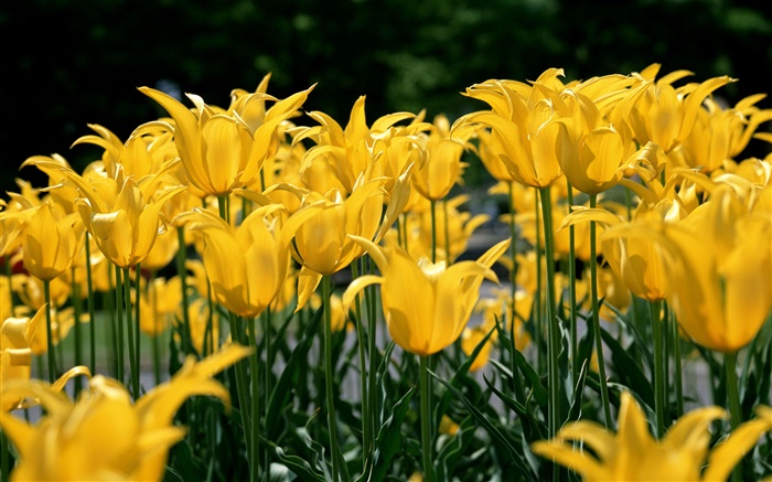 花场，黄色的郁金香 壁纸 图片