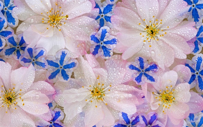 鲜花背景，水滴 壁纸 图片