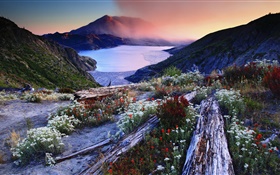 花卉，边坡，火山湖，树木，山，黎明，雾 高清壁纸