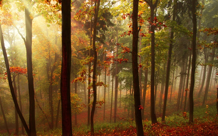 森林，树木，太阳光线，秋季 壁纸 图片