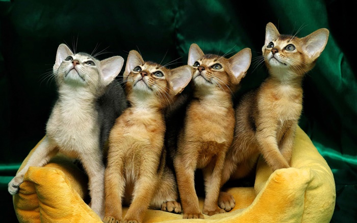 四只可爱的小猫 壁纸 图片