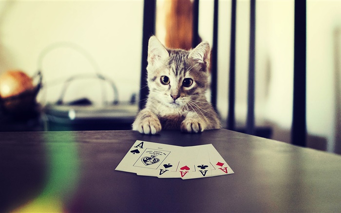 有趣的宠物，小猫玩扑克牌 壁纸 图片