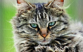 毛茸茸的灰色条纹的猫