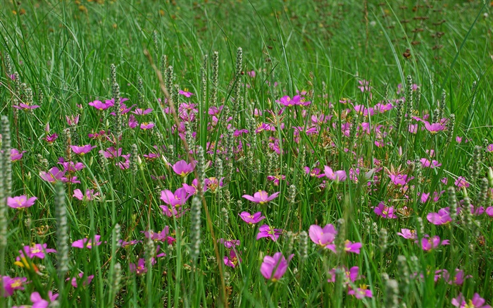 草地，粉红色的野花 壁纸 图片