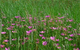 草地，粉红色的野花