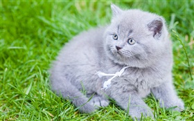 灰色英国短毛猫，猫，绿草如茵 高清壁纸