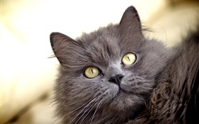 灰色的猫，黄色的眼睛 高清壁纸