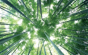 绿色竹林，天空，眩光 高清壁纸