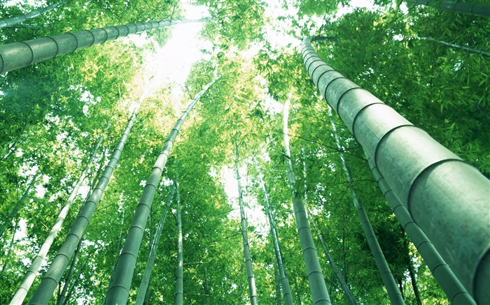 绿色竹，太阳光线 壁纸 图片