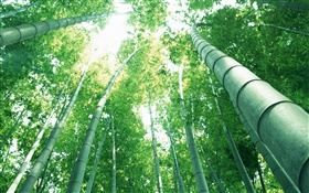 绿色竹，太阳光线 高清壁纸