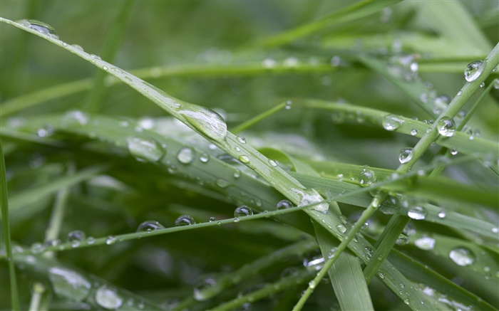 绿草如茵，雨后，水滴 壁纸 图片