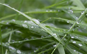 绿草如茵，雨后，水滴