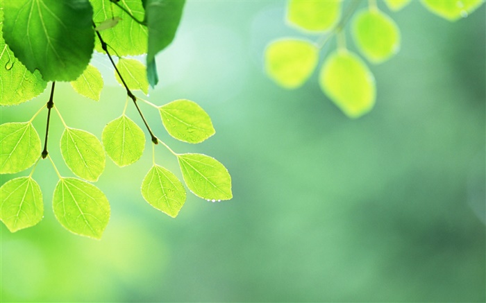 绿色树叶，树枝，水滴 壁纸 图片