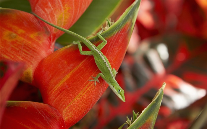 绿蜥蜴，红色的花瓣 壁纸 图片