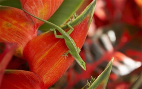 绿蜥蜴，红色的花瓣 高清壁纸