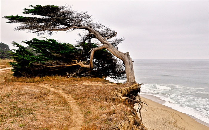半月湾，加利福尼亚州，美国，海岸，树 壁纸 图片