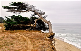 半月湾，加利福尼亚州，美国，海岸，树 高清壁纸