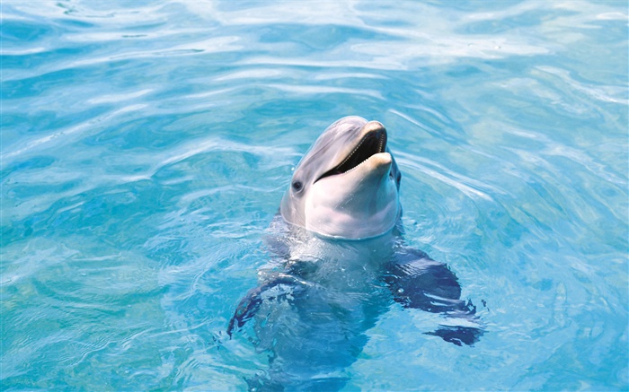 快乐的海豚，蓝色的海水 壁纸 图片
