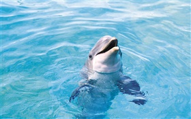 快乐的海豚，蓝色的海水 高清壁纸
