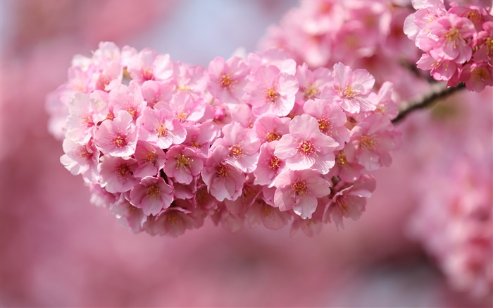 日本樱花，树枝，粉红色的花朵，背景虚化 壁纸 图片
