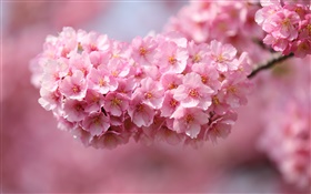 日本樱花，树枝，粉红色的花朵，背景虚化