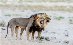 狮子，非洲 高清壁纸