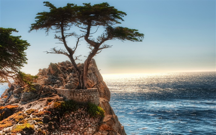 孤独的树，悬崖，海岸 壁纸 图片
