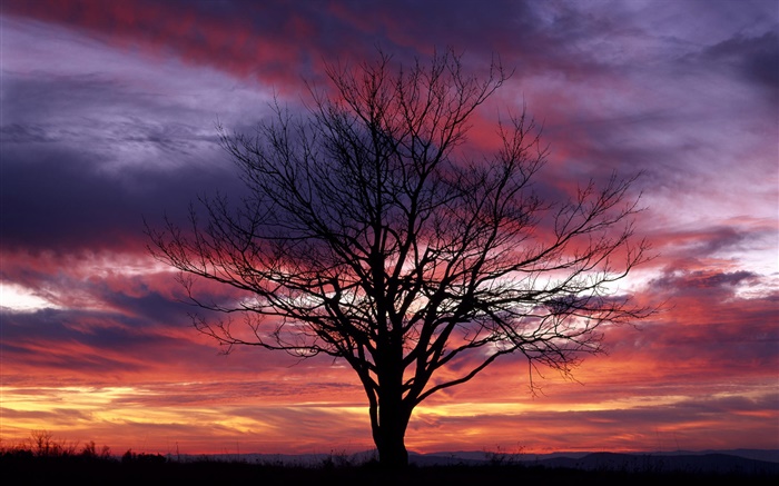 孤独的树，剪影，紫色的天空，黄昏 壁纸 图片