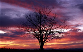 孤独的树，剪影，紫色的天空，黄昏