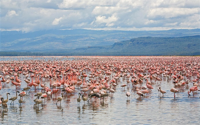 许多火烈鸟，纳库鲁湖国家公园，肯尼亚 壁纸 图片