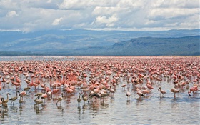 许多火烈鸟，纳库鲁湖国家公园，肯尼亚 高清壁纸