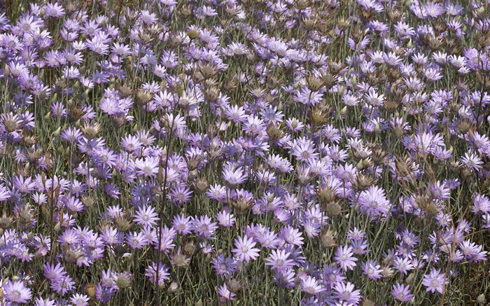 许多野生紫色的花朵 壁纸 图片