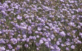 许多野生紫色的花朵 高清壁纸