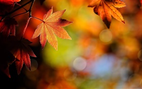 枫叶特写，红色，背景虚化，秋天